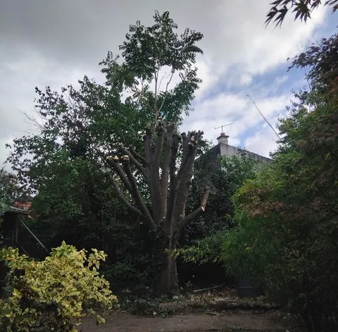 Élagage arbre