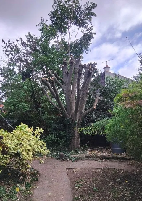 Abattage arbre