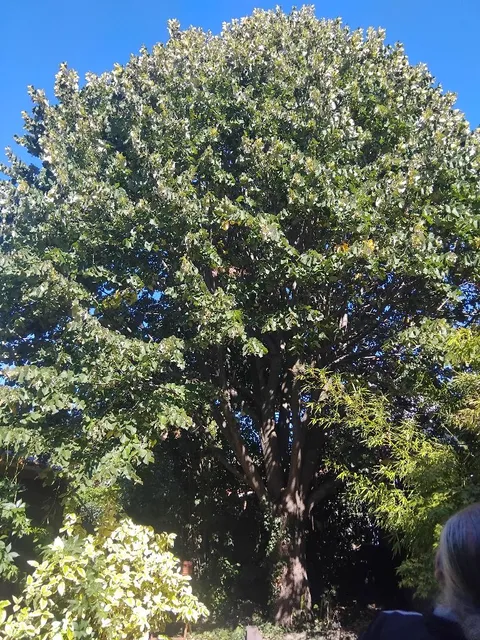 Arbre élagué